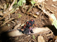 Hodotermes mossambicus