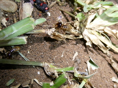 Hodotermes mossambicus