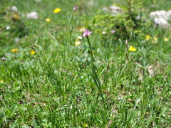Traunsteinera globosa