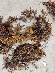 Sargassum fluitans