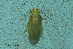 Panchlora