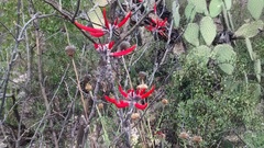 Erythrina flabelliformis