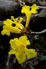 Handroanthus
