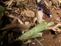 Hodotermes mossambicus
