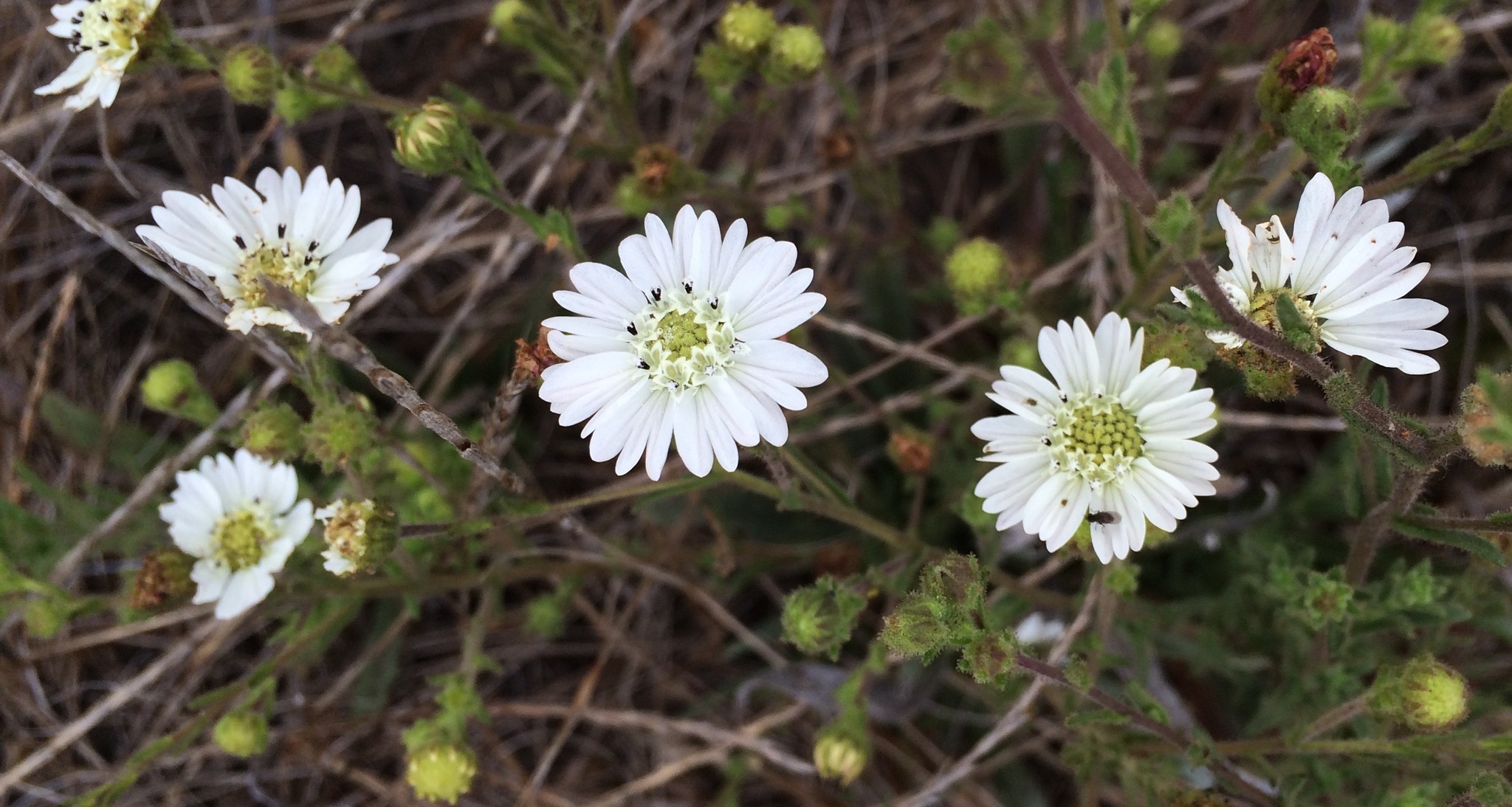Hemizonia congesta ssp. congesta