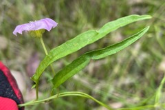 Polymeria calycina