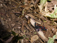 Hodotermes mossambicus