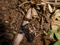 Hodotermes mossambicus