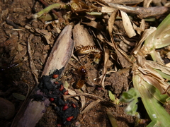 Hodotermes mossambicus