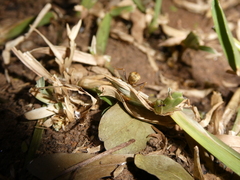 Hodotermes mossambicus