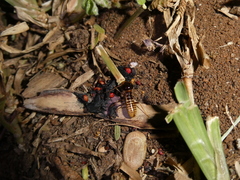 Hodotermes mossambicus