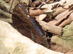 Morpho helenor