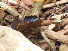 Morpho helenor