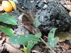 Morpho helenor