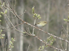 Phylloscopus trochilus
