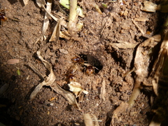 Hodotermes mossambicus