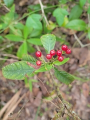 Psychotria tenuifolia
