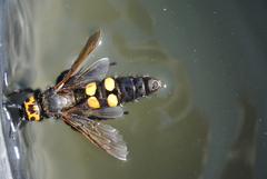 Megascolia maculata flavifrons