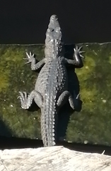 Caiman crocodilus fuscus