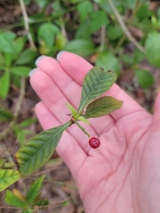 Psychotria tenuifolia