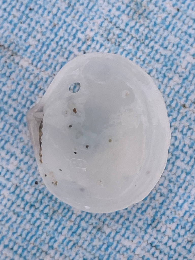 Diplodonta rotundata