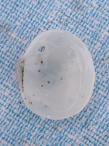 Diplodonta rotundata