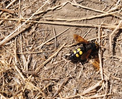 Megascolia maculata flavifrons