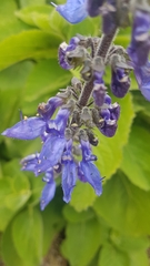 Coleus barbatus grandis