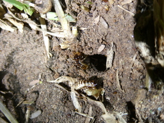 Hodotermes mossambicus