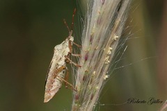 Althos