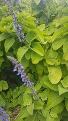 Coleus barbatus grandis