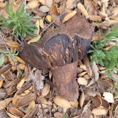 Suillellus amygdalinus