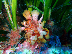 Chartella papyrea