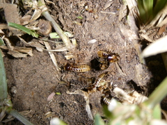 Hodotermes mossambicus