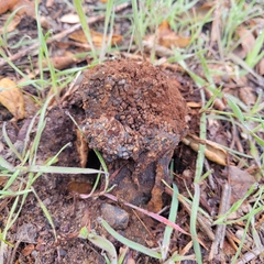 Suillellus amygdalinus