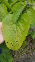 Coleus barbatus grandis