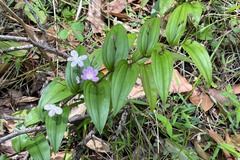 Tripladenia cunninghamii