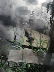 Caiman crocodilus fuscus