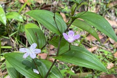 Tripladenia cunninghamii