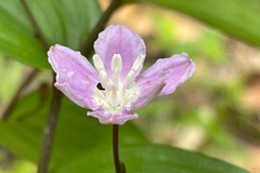Tripladenia cunninghamii