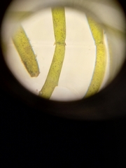 Chara australis