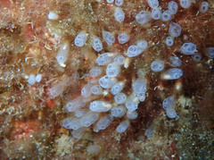 Pycnoclavella atlantica