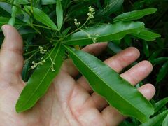 Platylophus trifoliatus