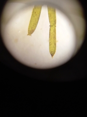 Chara australis