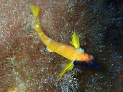 Tripterygion delaisi