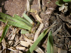 Hodotermes mossambicus