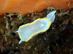Diaphorodoris alba