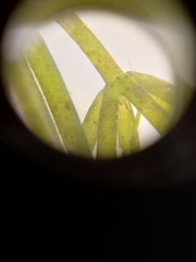 Chara australis
