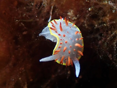 Diaphorodoris papillata