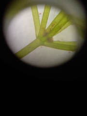 Chara australis